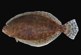 Image result for Paralichthys lethostigma