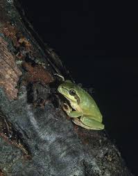 Attēlu rezultāti vaicājumam “Hyla arborea adult”