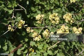 Attēlu rezultāti vaicājumam “Ulmus glabra flower”