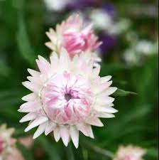 Image result for Helichrysum lindleyii