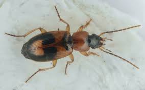 Attēlu rezultāti vaicājumam “Badister bullatus”