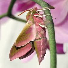 Attēlu rezultāti vaicājumam “Deilephila elpenor imago”