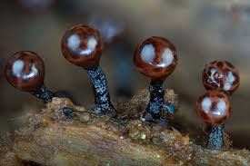 Attēlu rezultāti vaicājumam “Trichia ambigua macro”