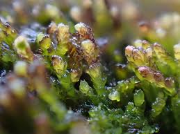 Attēlu rezultāti vaicājumam “Cladopodiella francisci”