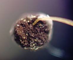 Attēlu rezultāti vaicājumam “Physarum penetrale”