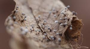 Attēlu rezultāti vaicājumam “Didymium difforme macro”