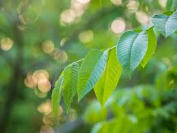 Attēlu rezultāti vaicājumam “Juglans mandshurica leaf”