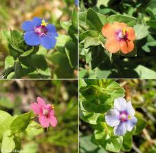 Image result for Anagallis arvensis