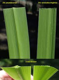 Attēlu rezultāti vaicājumam “Iris pseudacorus leaf”