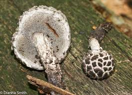 Attēlu rezultāti vaicājumam “Strobilomyces strobilaceus”