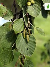 Attēlu rezultāti vaicājumam “Alnus incana”