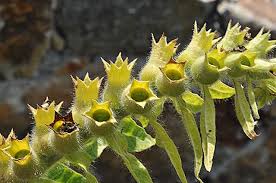 Attēlu rezultāti vaicājumam “Hyoscyamus niger fruit”