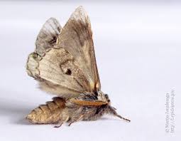 Attēlu rezultāti vaicājumam “Diloba caeruleocephala larva”