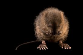 Attēlu rezultāti vaicājumam “Ondatra zibethicus”