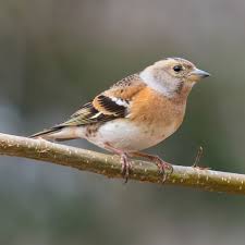 Attēlu rezultāti vaicājumam “Fringilla montifringilla female”