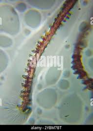 Attēlu rezultāti vaicājumam “Arcyria minuta macro”