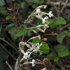 Attēlu rezultāti vaicājumam “Silene nutans flower”