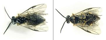 Attēlu rezultāti vaicājumam “Pristiphora maesta”