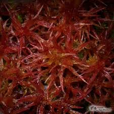 Attēlu rezultāti vaicājumam “Sphagnum platyphyllum”