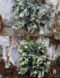 Attēlu rezultāti vaicājumam “Physcia adscendens”