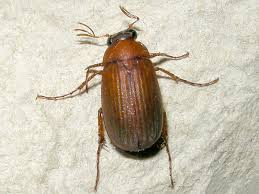 Attēlu rezultāti vaicājumam “Serica brunnea imago”