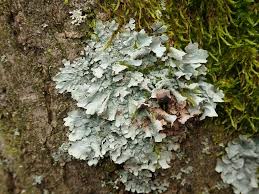 Attēlu rezultāti vaicājumam “Parmelia submontana”