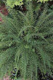 Attēlu rezultāti vaicājumam “Athyrium filix-femina”