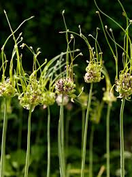 Attēlu rezultāti vaicājumam “Allium scorodoprasum bud”