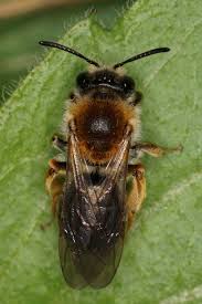 Attēlu rezultāti vaicājumam “Andrena haemorrhoa female”