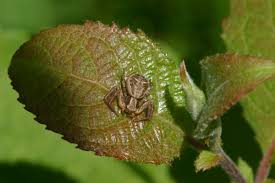 Attēlu rezultāti vaicājumam “Xysticus ulmi”