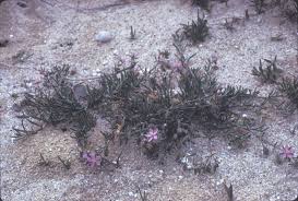Attēlu rezultāti vaicājumam “Spergularia rubra flower”