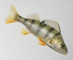 Attēlu rezultāti vaicājumam “Perca fluviatilis”