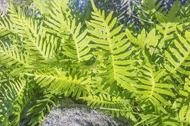 Attēlu rezultāti vaicājumam “Polypodium vulgare”