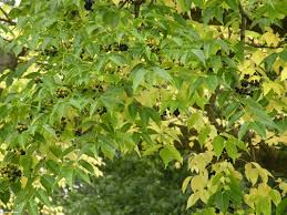 Attēlu rezultāti vaicājumam “Phellodendron amurense fruit”