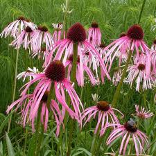 Image result for Echinacea pallida