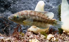 Image result for Symphodus melops