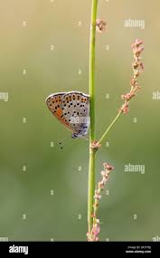 Attēlu rezultāti vaicājumam “Lycaena tityrus underside”