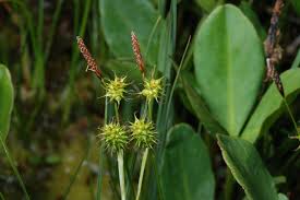 Attēlu rezultāti vaicājumam “Carex lepidocarpa leaf”