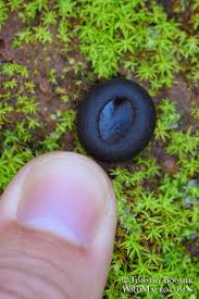 Attēlu rezultāti vaicājumam “Pseudoplectania nigrella”