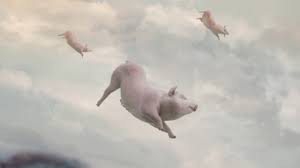Image result for flying pigs