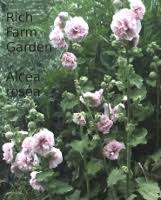 Image result for Alcea rosea `Appleblossom`