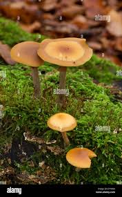 Attēlu rezultāti vaicājumam “Galerina marginata”