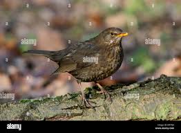 Attēlu rezultāti vaicājumam “Turdus merula female”