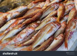 Image result for Mullus surmuletus