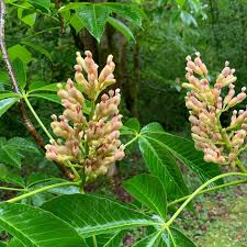 Attēlu rezultāti vaicājumam “Aesculus x hybrida”