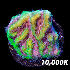 Attēlu rezultāti vaicājumam “Platyptilia sp.”