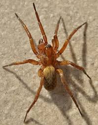 Attēlu rezultāti vaicājumam “Agroeca brunnea”