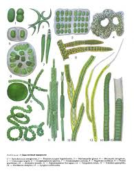 Attēlu rezultāti vaicājumam “Gloeocapsa rupestris”