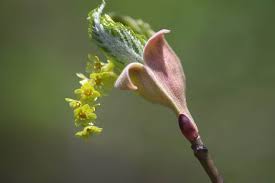 Attēlu rezultāti vaicājumam “Acer rufinerve flower”