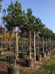 Attēlu rezultāti vaicājumam “Pinus nigra”